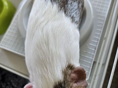 Guinea pig