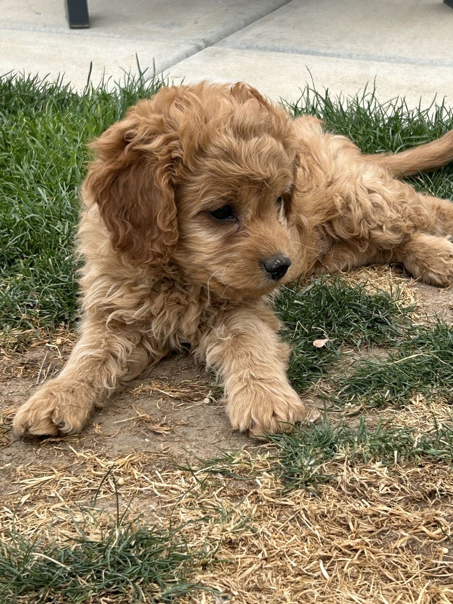 Only One Cavapoo Puppy Left – Already Potty & Crate Trained!