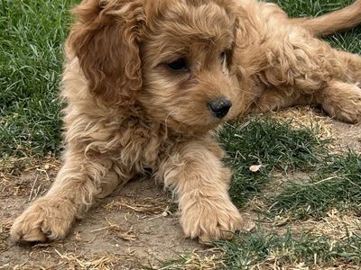 Only One Cavapoo Puppy Left – Already Potty & Crate Trained!