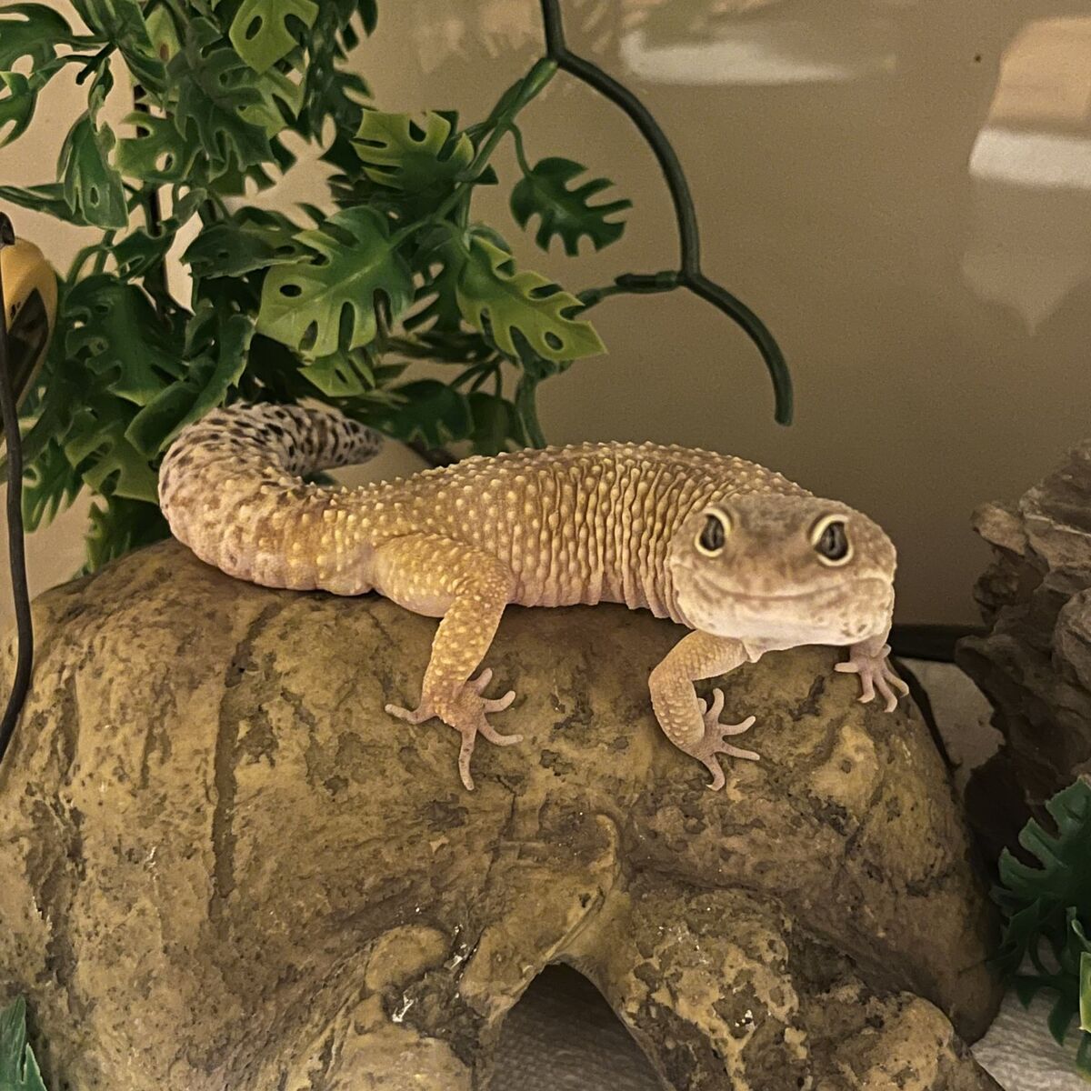 Leopard Gecko and enclosure