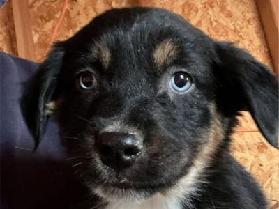 Australian Shepherd / Border Collie Puppies