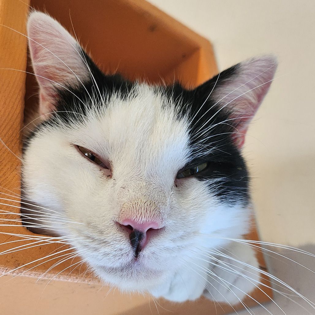 Hello my name is Merlin
