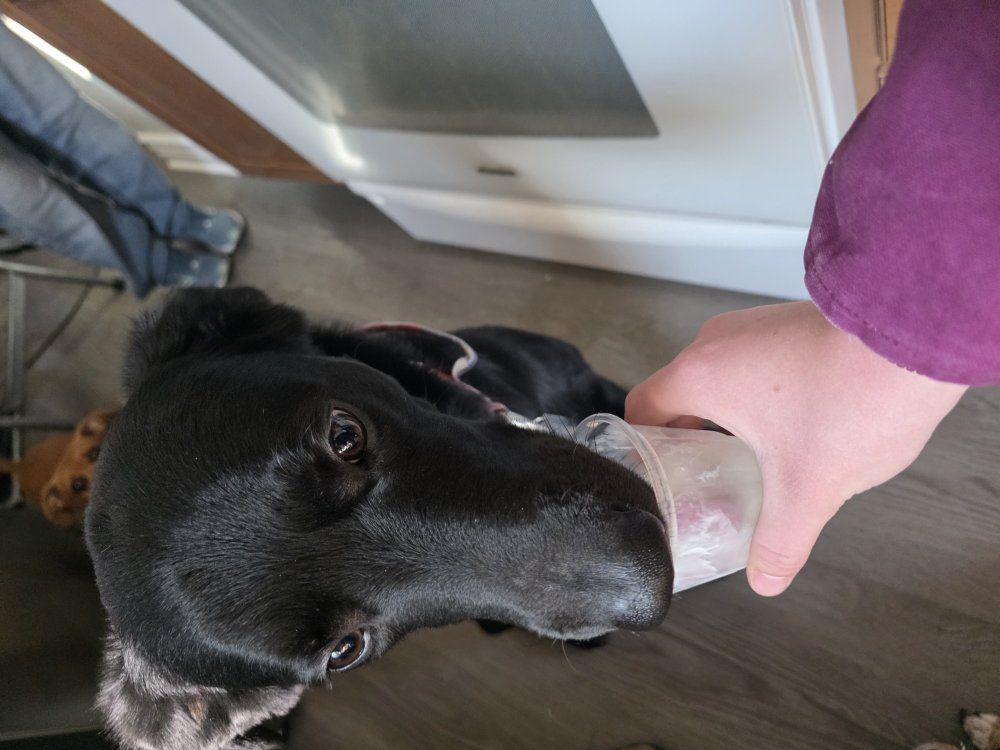 Lab/Border Collie Mix Stud