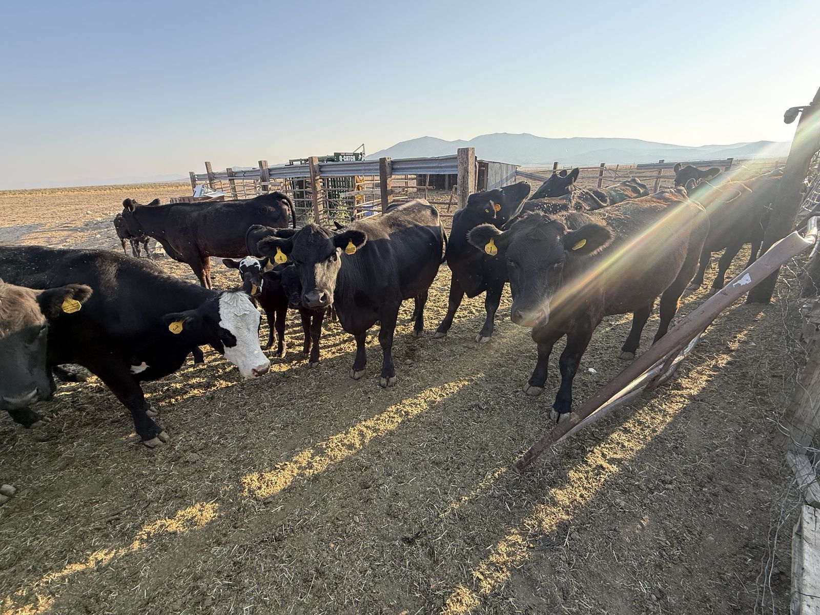 10 Pregnant Black Angus 2 Year Old Cows