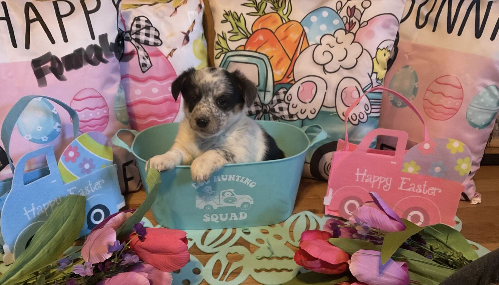 Cowboy Corgi  3/4 corgi 1/4 red heeler