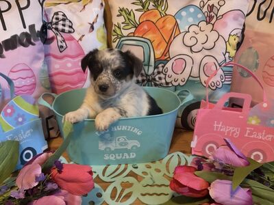 Cowboy Corgi 3/4 corgi 1/4 red heeler