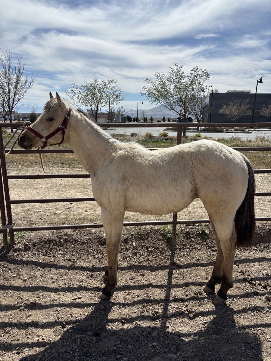 AQHA Buckskin Yearling