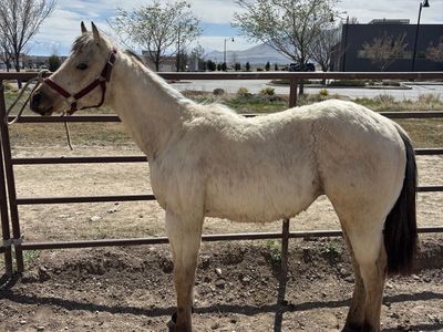 AQHA Buckskin Yearling