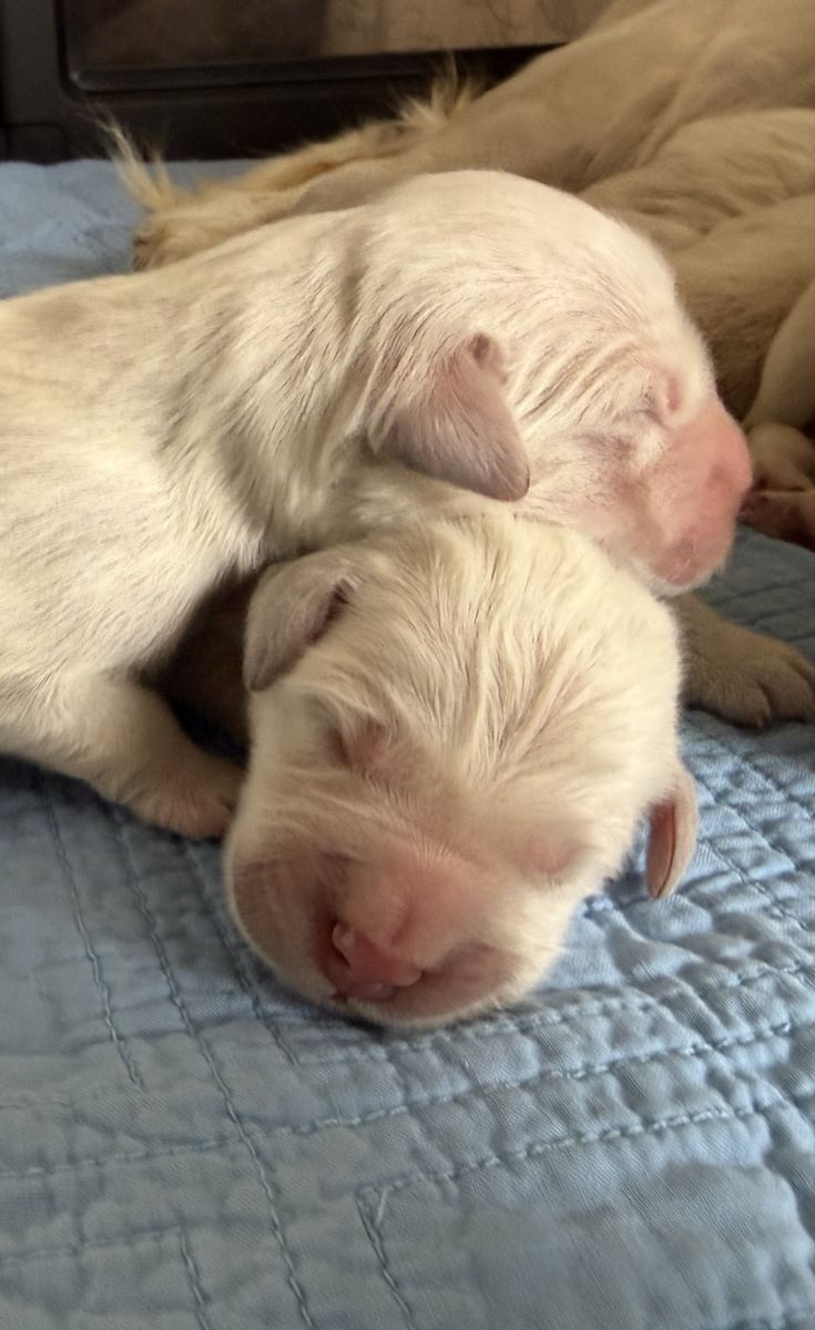 AKC English Golden Retriever Puppies