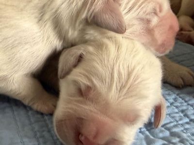AKC English Golden Retriever Puppies