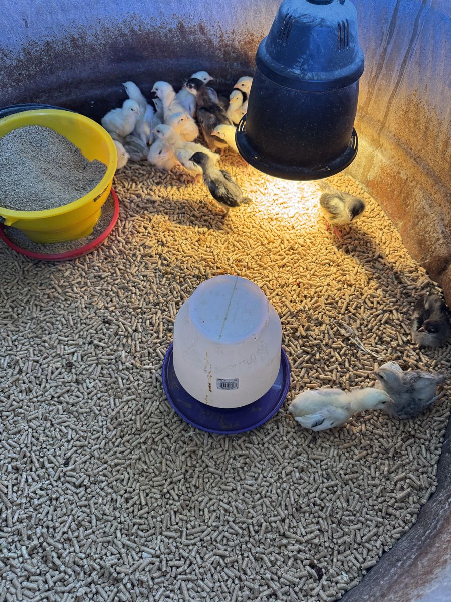 Ermine Ameraucana Cockerels