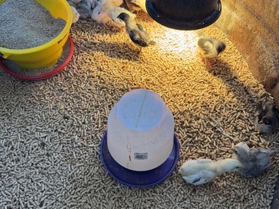 Ermine Ameraucana Cockerels