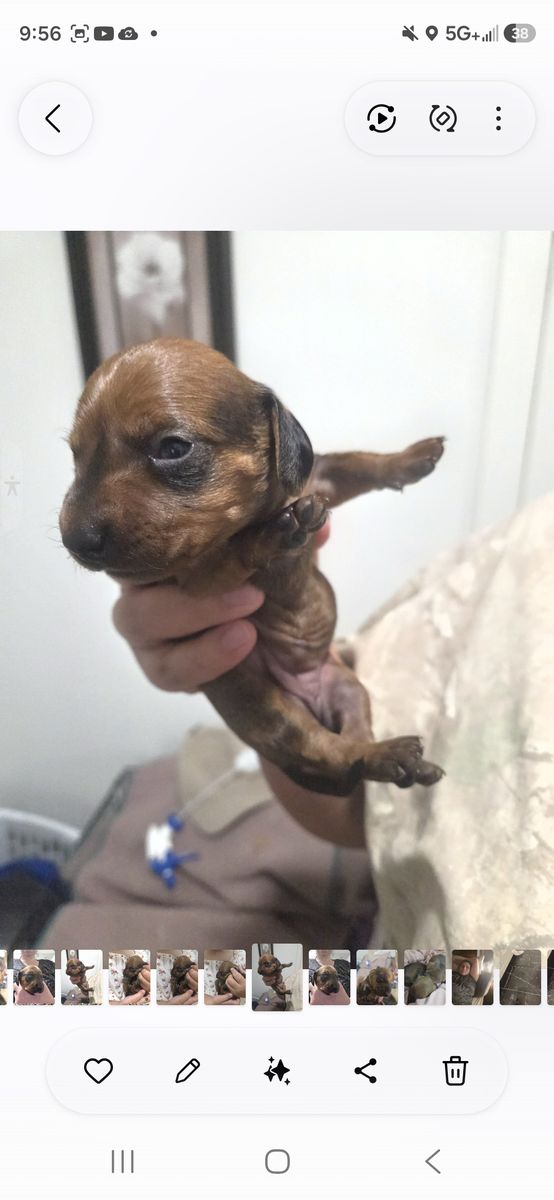 Full bred daschund puppies