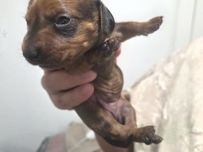 Full bred daschund puppies