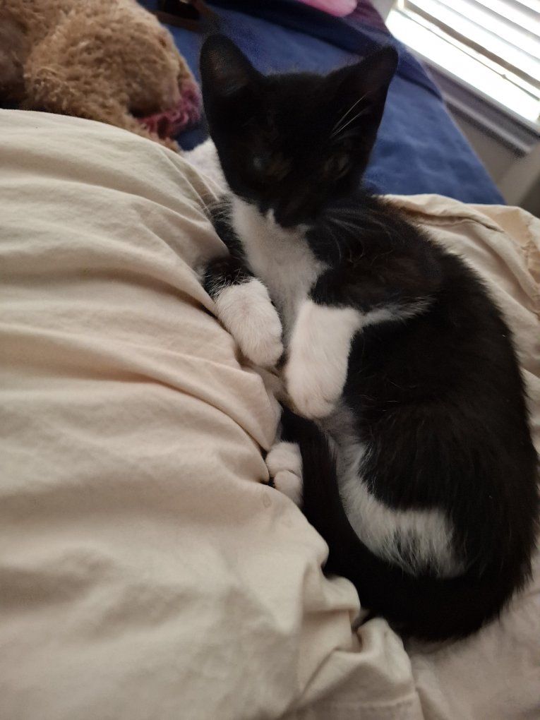 WOW!  3 super cute kittens FREE!!!  Hurry!  They will not last.