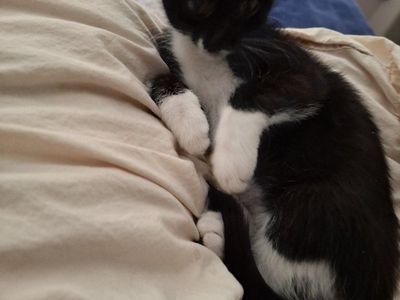 WOW! 3 super cute kittens FREE!!! Hurry! They will not last.