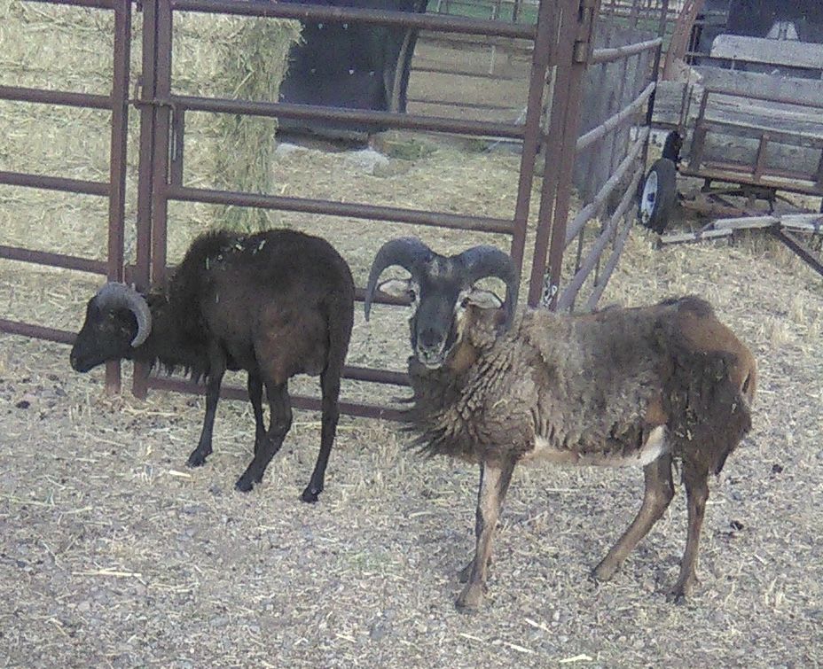 Hair Sheep