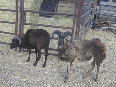 Hair Sheep