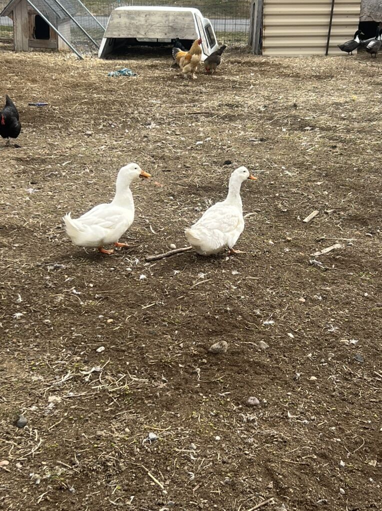Ducks And Geese For Sell