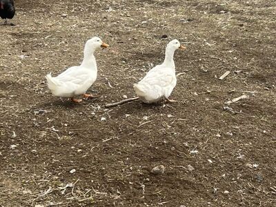 Ducks And Geese For Sell