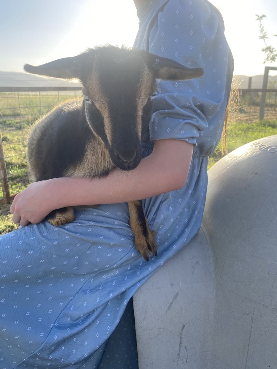 Nigerian dwarf does