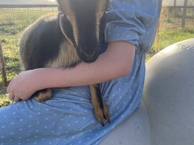 Nigerian dwarf does