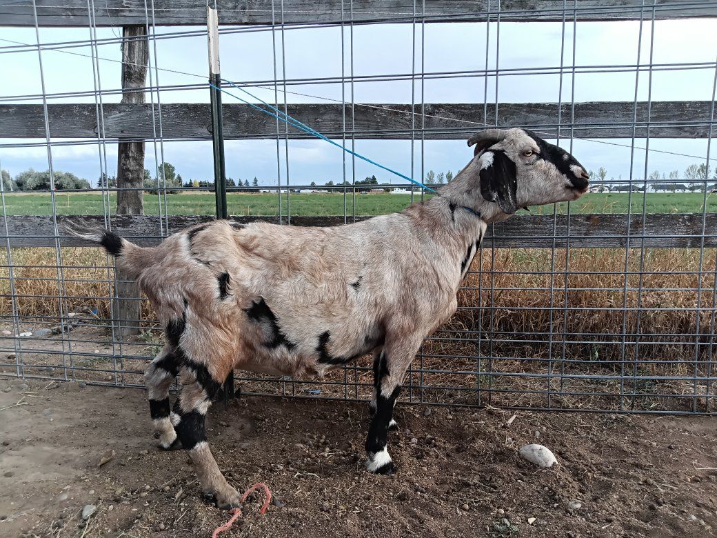 99.9% ABGA registered boer doe sale/trade