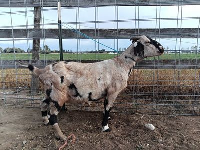 99.9% ABGA registered boer doe sale/trade