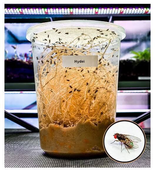 Fruit fly Cultures 1-$10 2-$15