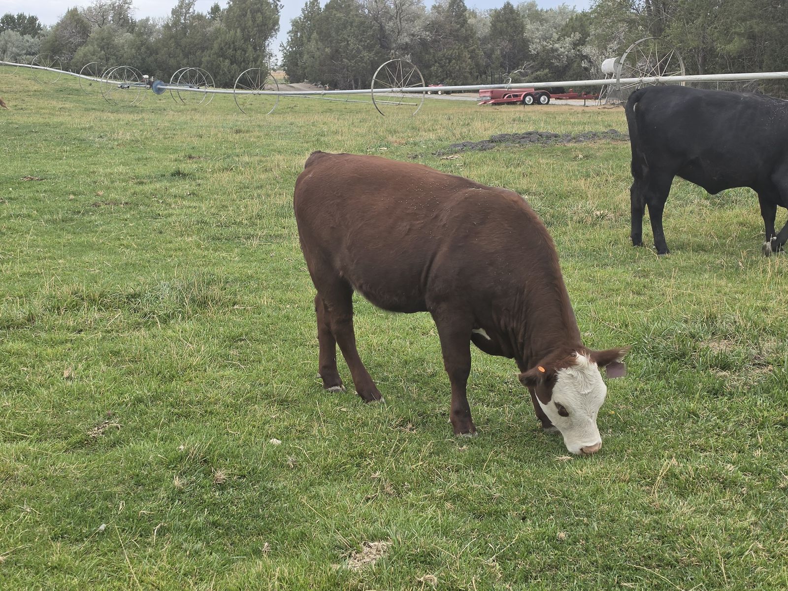 Red baldy heifer