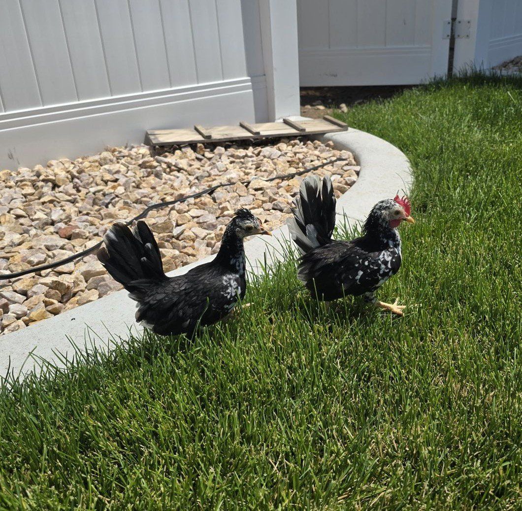 Kikiriki Pair