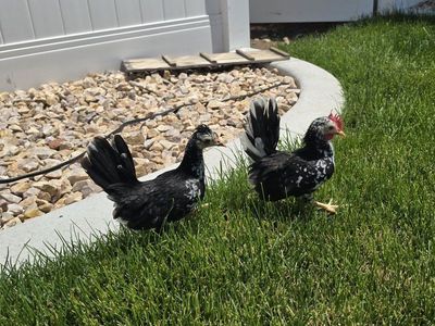 Kikiriki Pair