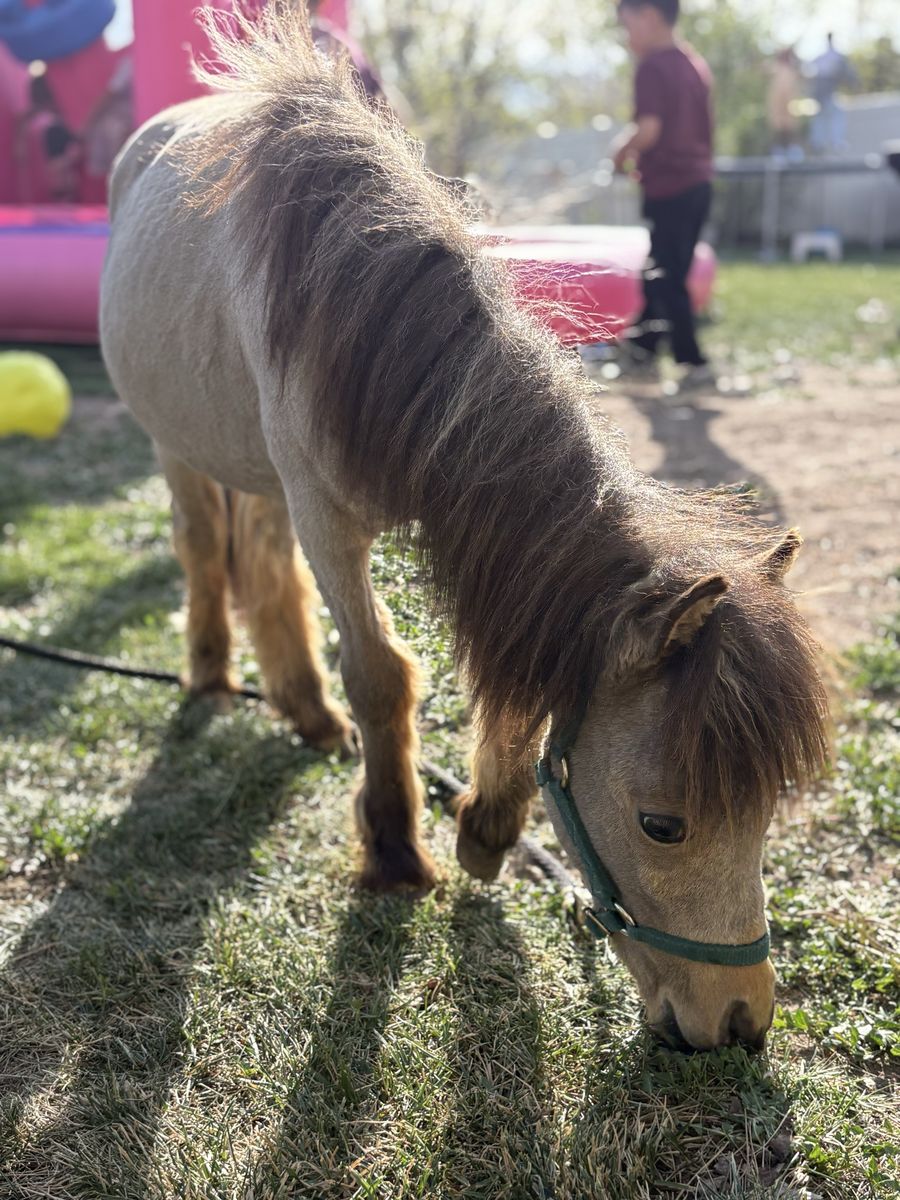 Adorable Miniature Fillies