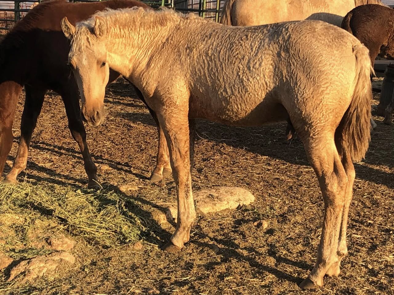 Curly Fox Trotter Colt