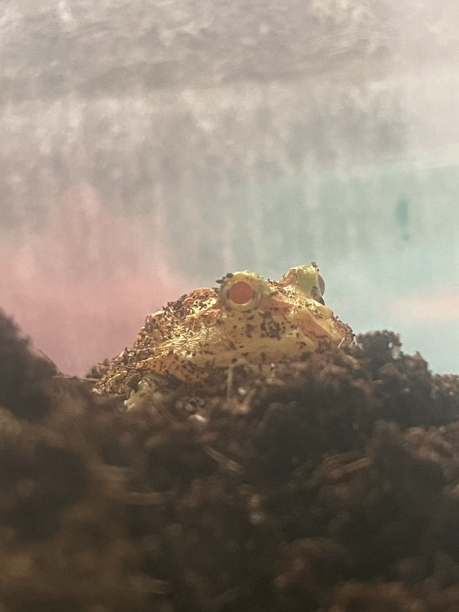 Ceratophrys cranwelli (Pacman Frog) - Young, Vibrant Yellow & Brown Burrowing Amphibian
