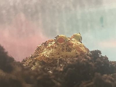 Ceratophrys cranwelli (Pacman Frog) - Young, Vibrant Yellow & Brown Burrowing Amphibian