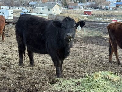 Fall Calving Bred Angus Hiefer