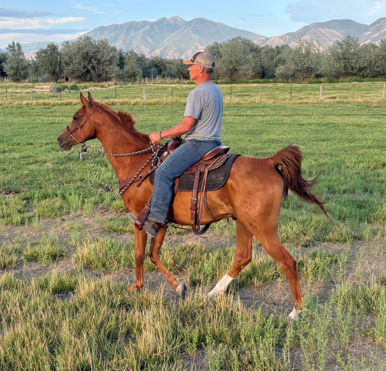 7-Year-Old Proven Arabian Trail Horse For Sale