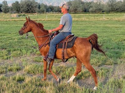 7-Year-Old Proven Arabian Trail Horse For Sale