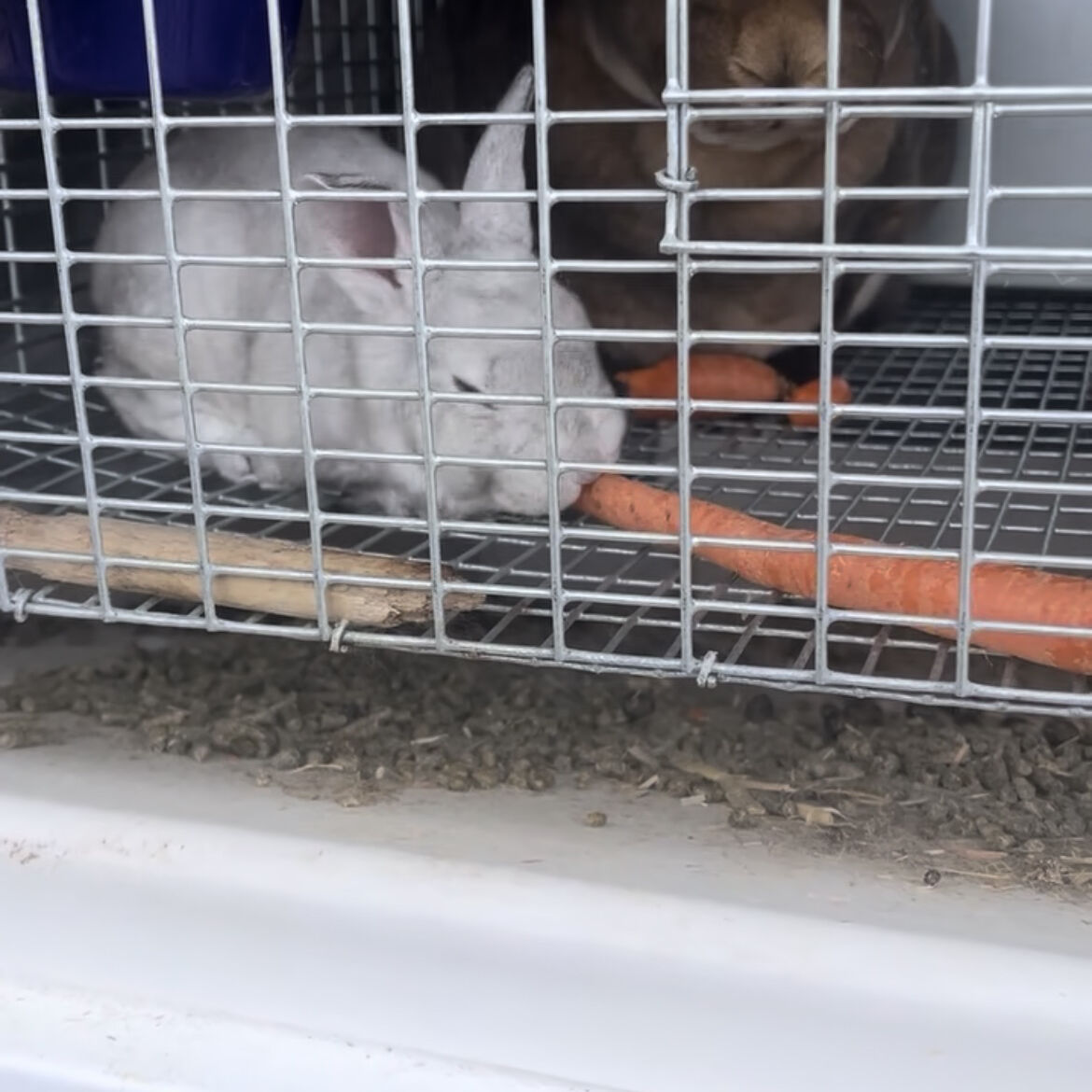 Meat Rabbits And Fertilizer