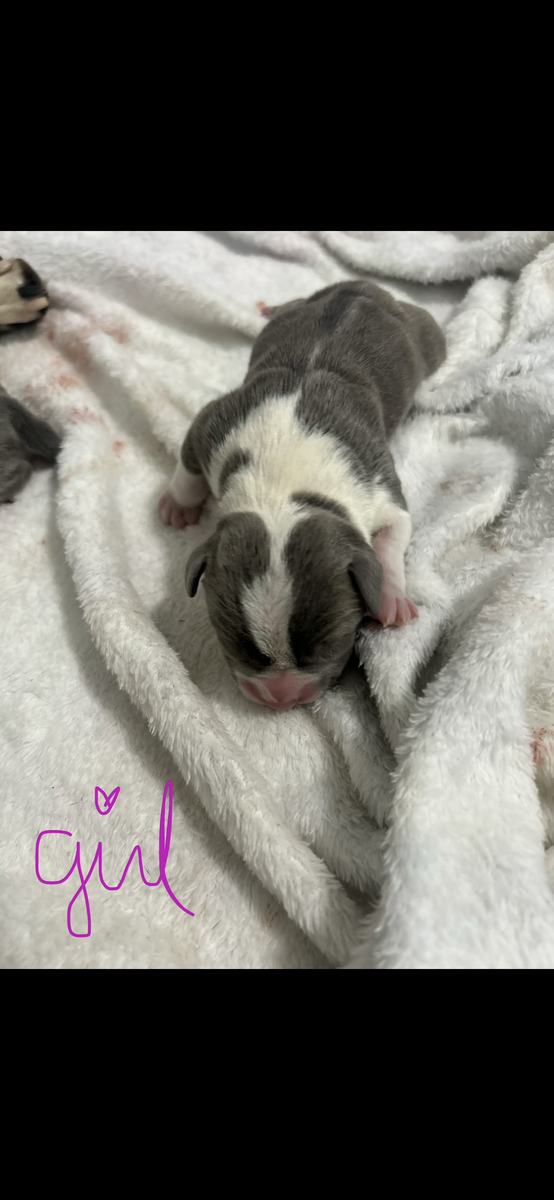 American Bully puppies