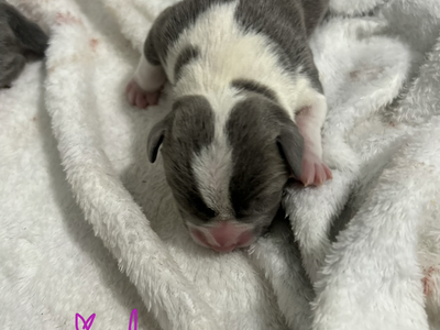 American Bully puppies