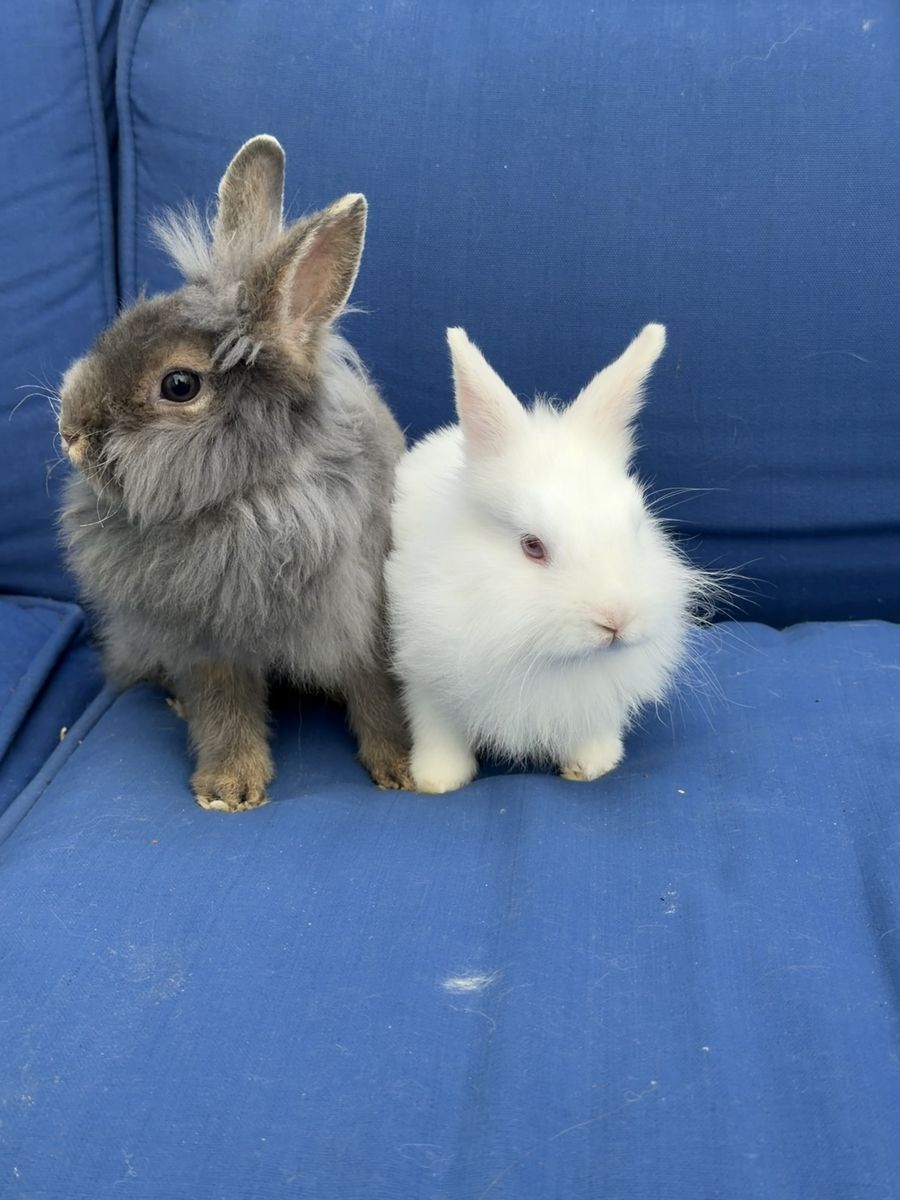 Adorable Lionhead Mix Male Rabbits -