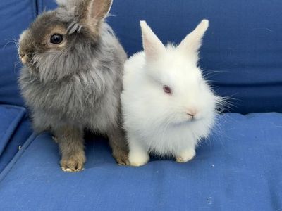 Adorable Lionhead Mix Male Rabbits -