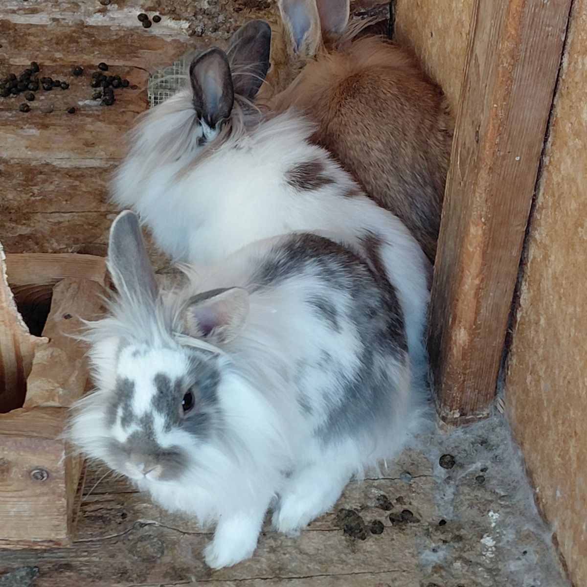 Lionhead Rabbits