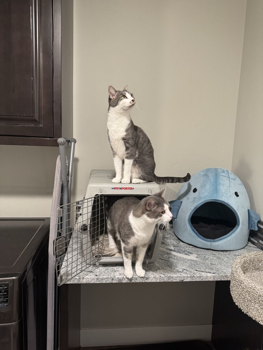 2 Cats - Lady and Missy