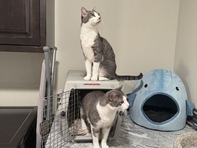 2 Cats - Lady and Missy