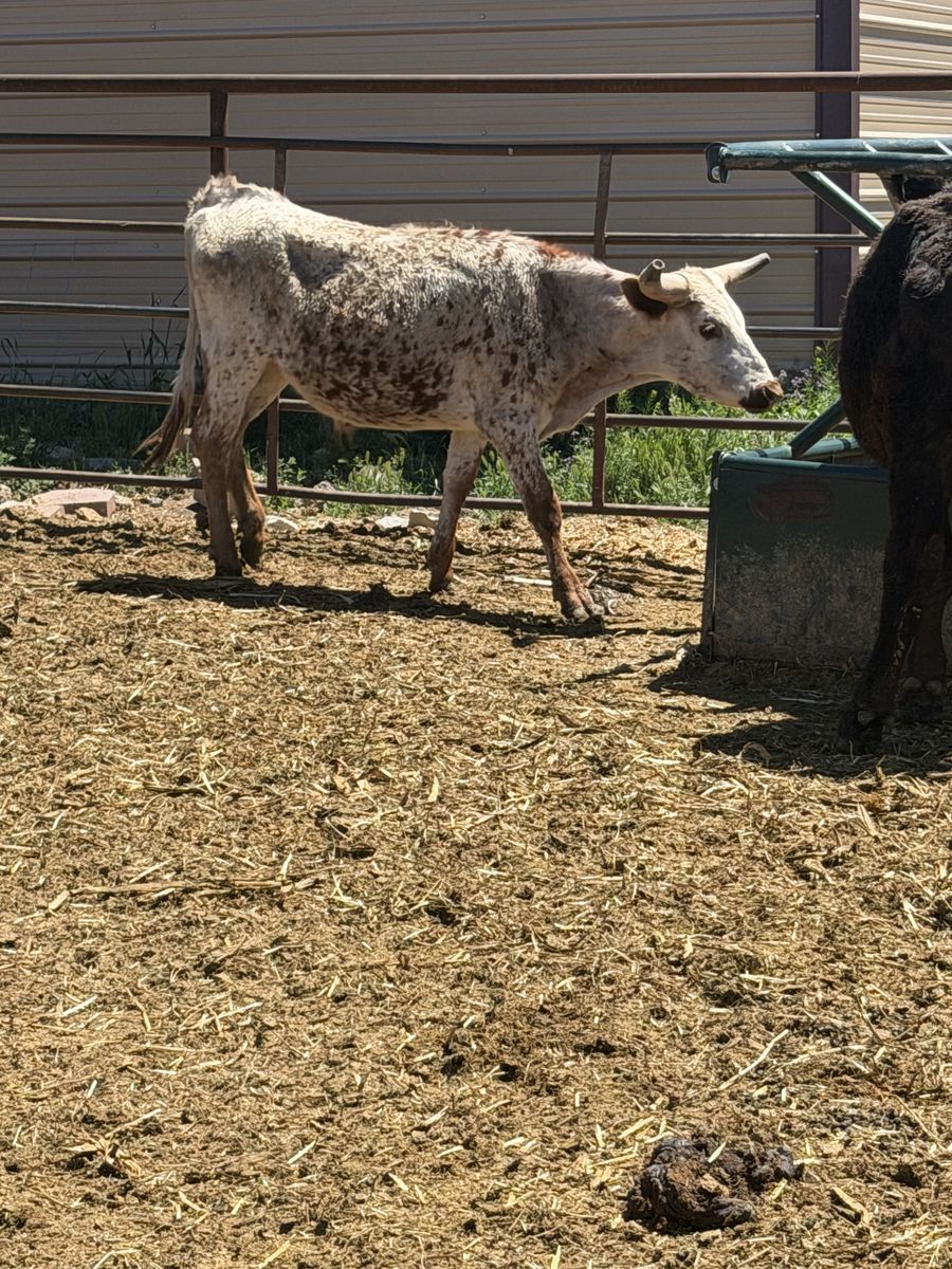 Longhorn steer