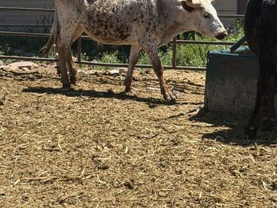 Longhorn steer