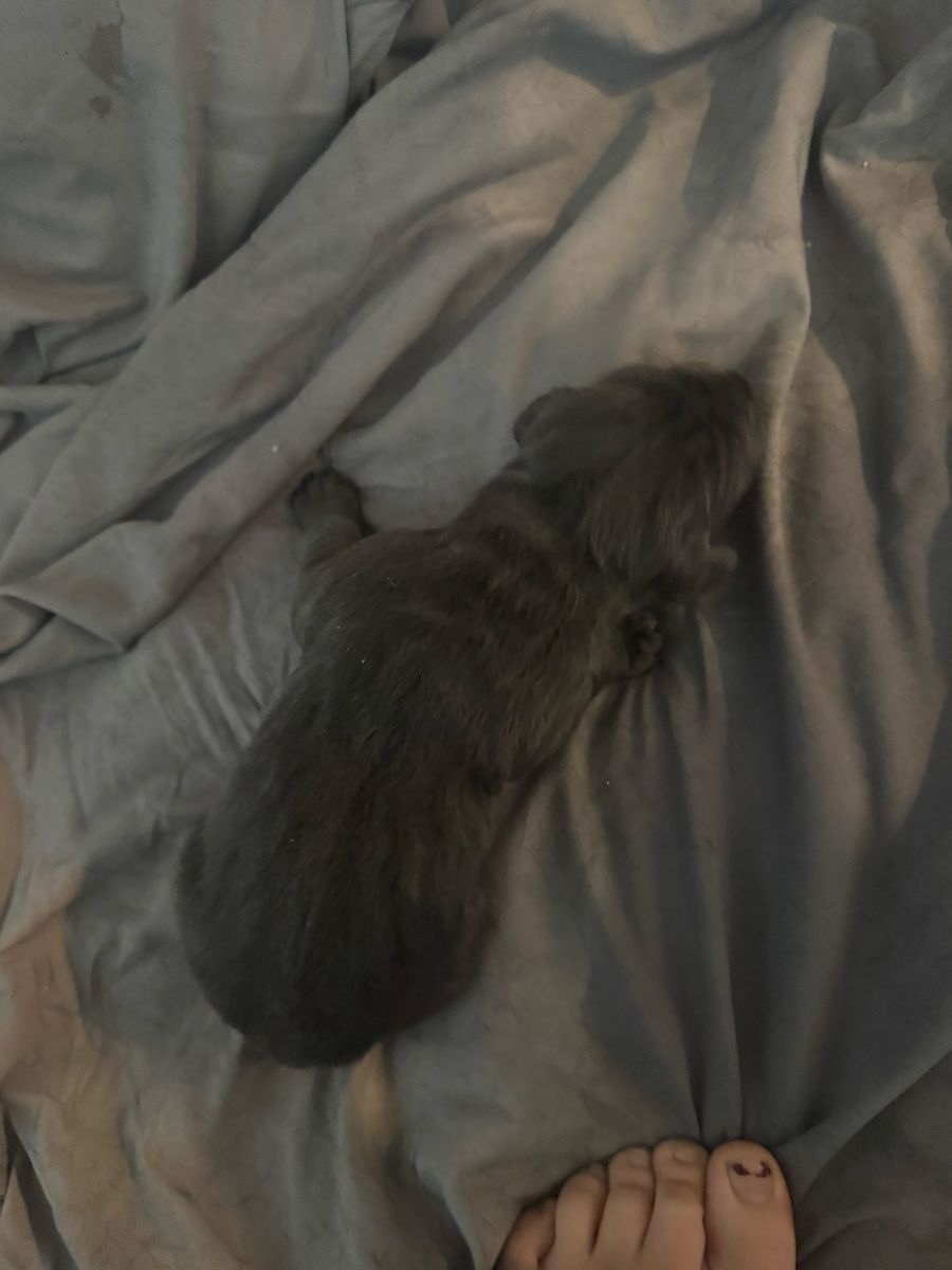 Cane corso puppies